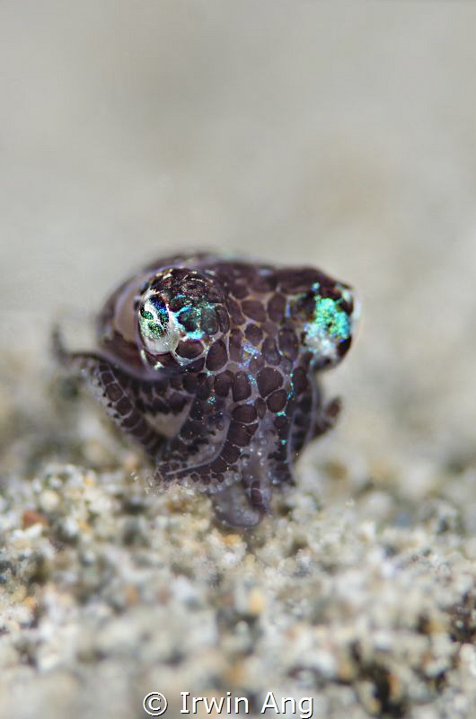 B O B B Y 
Bobtail squid (Sepiolida)
Anilao, Philippine... by Irwin Ang 