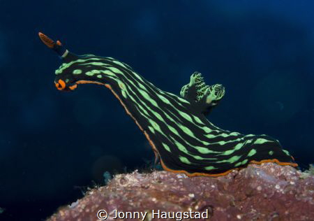 Nudibranch! by Jonny Haugstad 