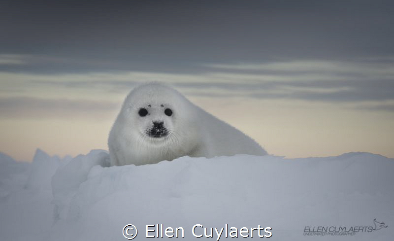 Harp seal pup on the ice at dawn by Ellen Cuylaerts 