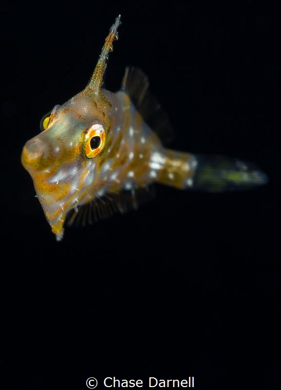 "Golden Eye"
Finding a Slender Filefish in the blue wate... by Chase Darnell 