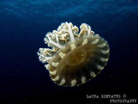 Cassiopea andromeda upside-down jellyfish by Laura Dinraths 