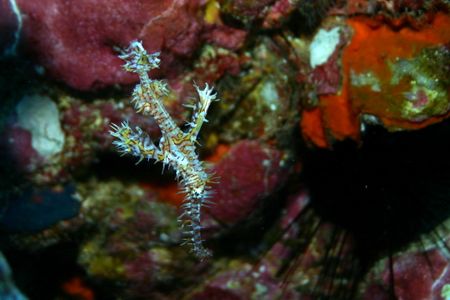 Ghost Pipefish shot in the Similan Islands from recent tr... by Glenn Poulain 