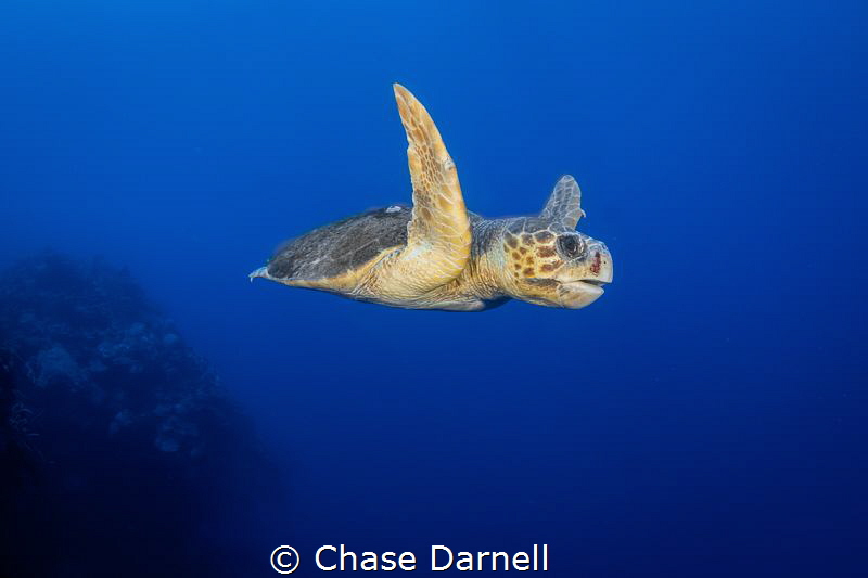 "Old Wise Man"
A large Loggerhead Turtle cruising the No... by Chase Darnell 