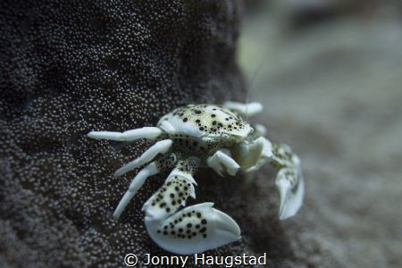 Porcelain Crab, Bohol. by Jonny Haugstad 