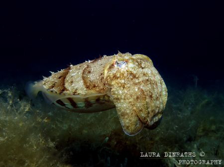 Pharaoh cuttlefish hovering over algae and seagrass by Laura Dinraths 