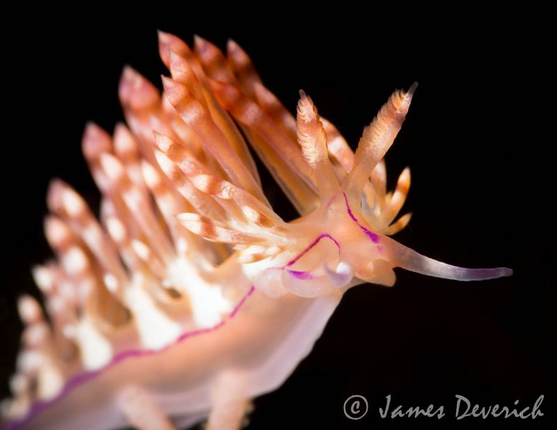 The Ruby line / Flabellina rubrolineata by James Deverich 