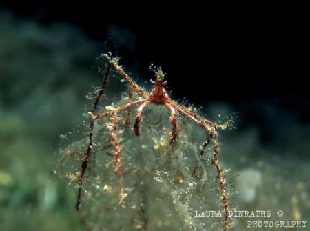 Spider crab perched on algae at night by Laura Dinraths 