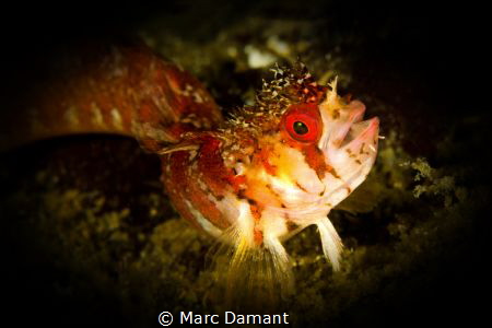 Mosshead Warbonnet! With such a smile this tiny fish was ... by Marc Damant 