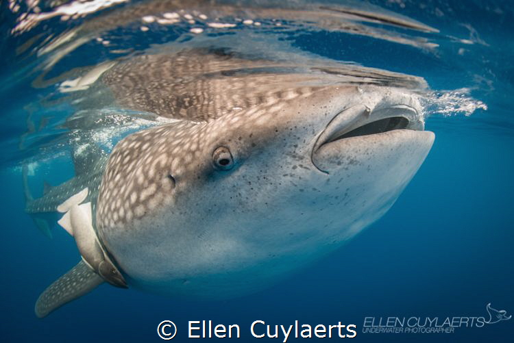 Whale shark & Remora
Isla Mujeres
 by Ellen Cuylaerts 