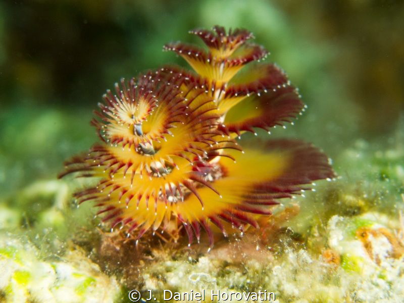 Interesting color of this christmas treeworm by J. Daniel Horovatin 