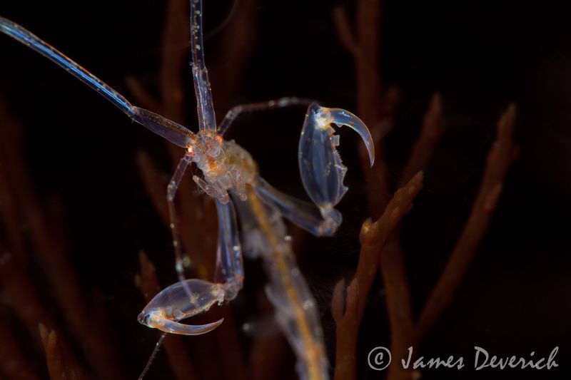 Skeleton shrimp remind me of the Skeksis from the dark cr... by James Deverich 