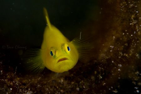 yellow goby by Taco Cheung 