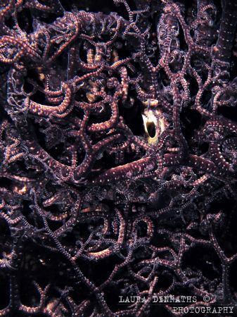 Coiled basket star (echinoderm) in a reef crevice by day by Laura Dinraths 