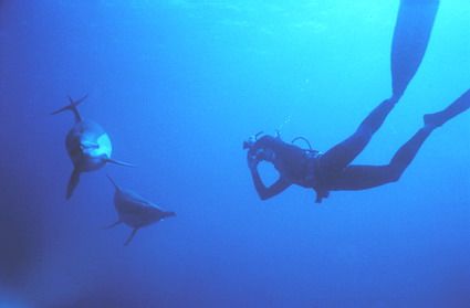 A photographer captures the action free diving with Dolph... by Fiona Ayerst 