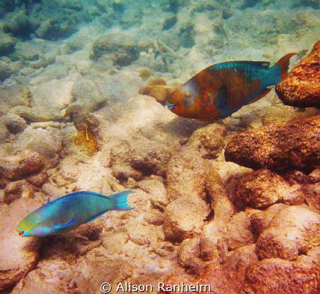 Red fish blue fish by Alison Ranheim 