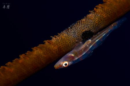 Wire-coral Goby - Mayotte
No crop by Takma Lherminier 