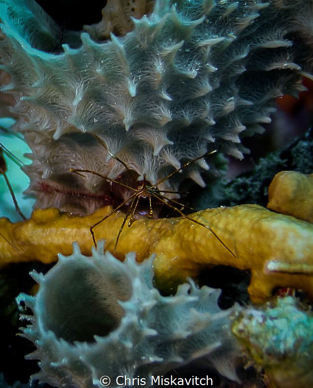 Arrow Crab w/ Soft Coral by Chris Miskavitch 