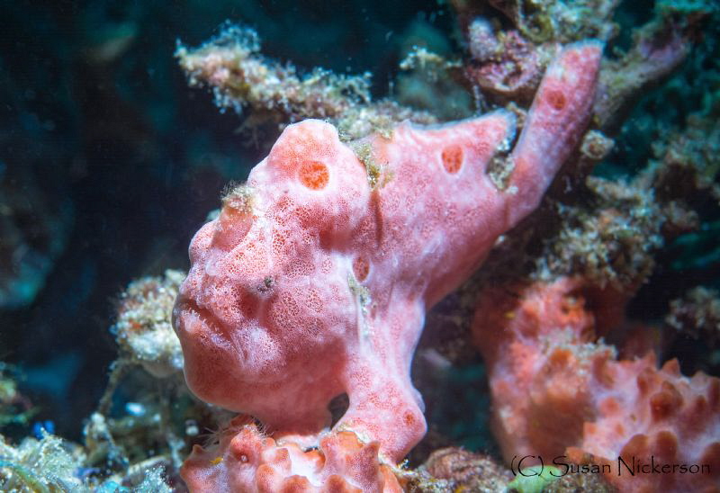 This frogfish portrait is my first attempt at using a sno... by Susan Nickerson 