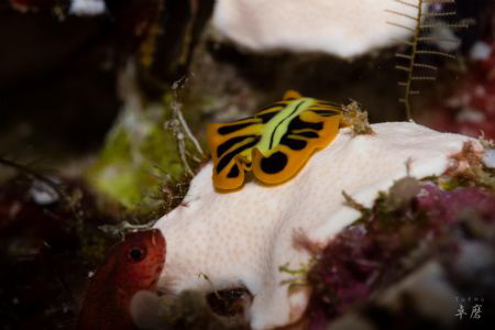 Photobombed!
Tiger flatworm and a little fish - Mayotte by Takma Lherminier 