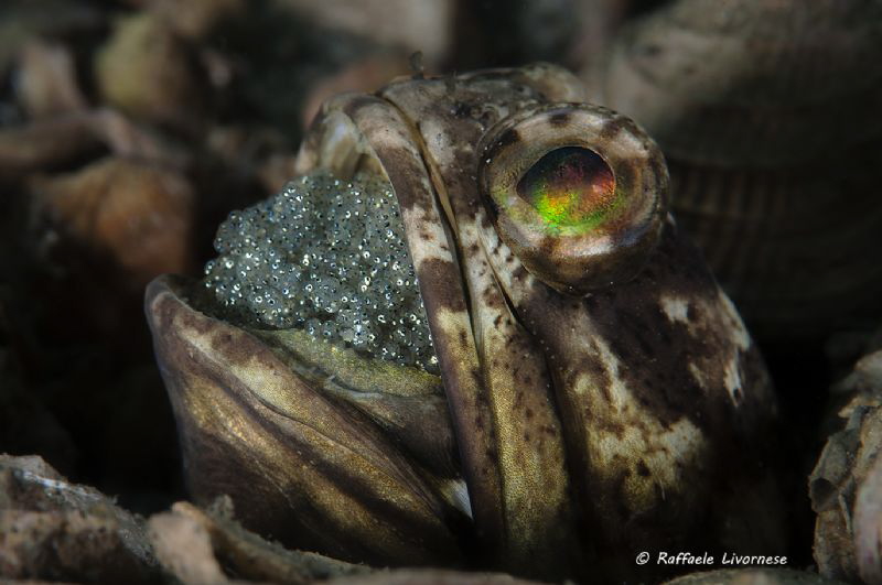 Jawfish carrying eggs in the mouth by Raffaele Livornese 