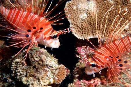 Now that's a nice pair. Not many Lionfish in Hawaii...lot... by Glenn Poulain 