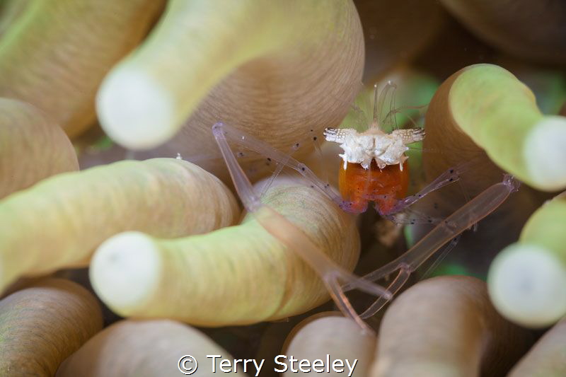 'Popcorn shrimp enjoys the limelight in an anemone.' Raja... by Terry Steeley 