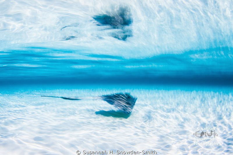 "Dream Of The Stingray"

I used a slow shutter speed wh... by Susannah H. Snowden-Smith 