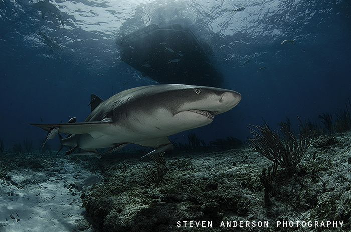 Lemon Sharks patrol Tiger Beach constantly looking for ni... by Steven Anderson 