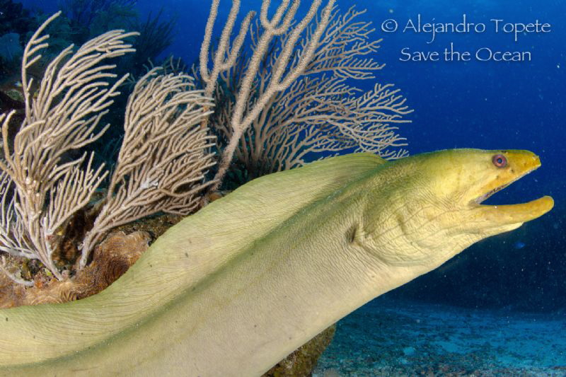 Green Morey out of reef, San Pedro Belize by Alejandro Topete 