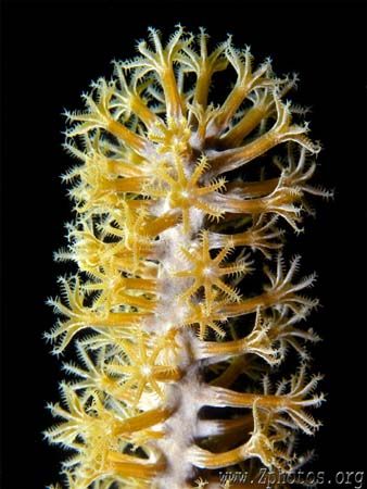 I love the polyp detail of tip of this sea rod. Like a mi... by Zaid Fadul 