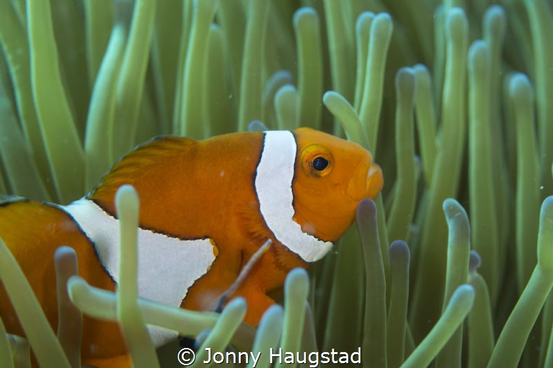 Clownfish in his anemone by Jonny Haugstad 