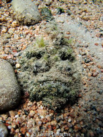 Camouflaged: buried stonefish in sandy slope by Laura Dinraths 
