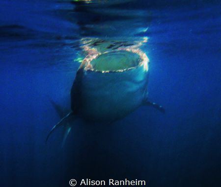 Whale Shark, Isla Holbox by Alison Ranheim 