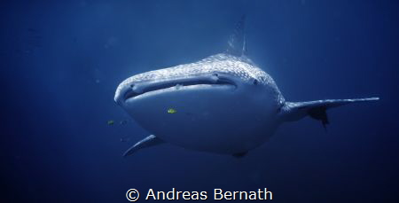 Whaleshark photo - 8-9 m whaleshark passing exmouth on it... by Andreas Bernath 