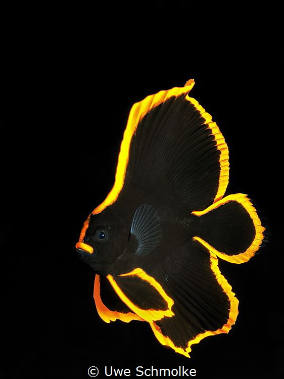 Golden - juv. batfish by Uwe Schmolke 