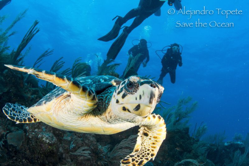 Turtle with divers, San Pedro Belize by Alejandro Topete 