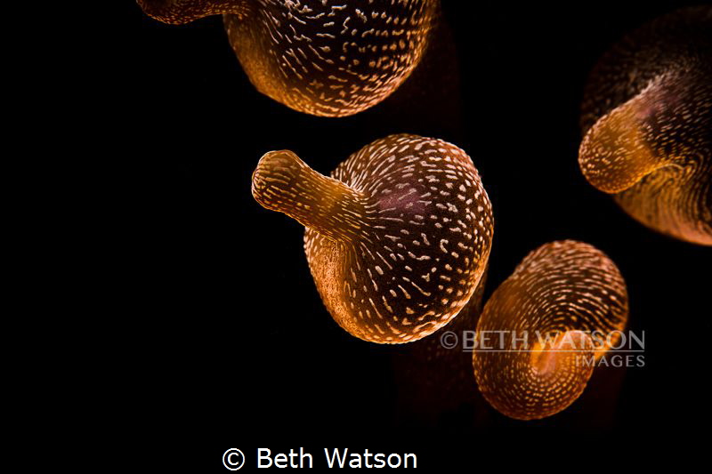 Anemonel polyps swaying in the current... by Beth Watson 