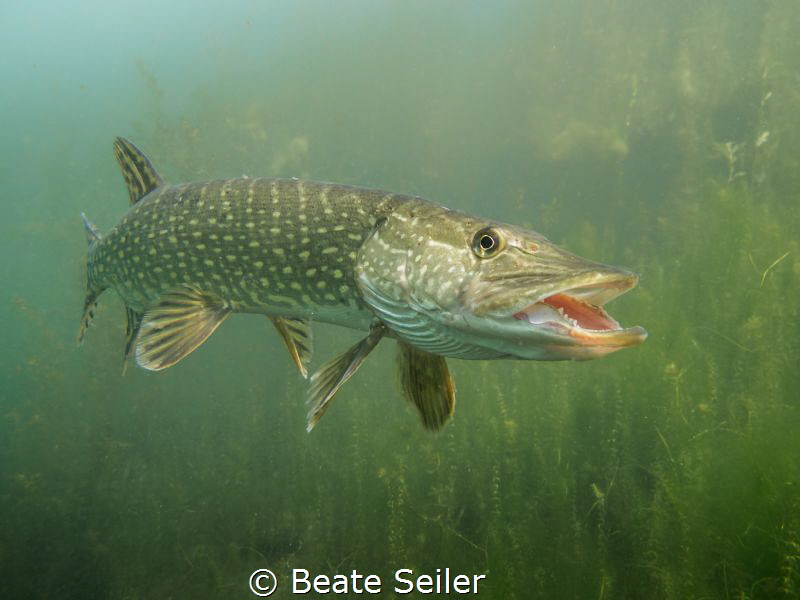 Say hello , northern pike by Beate Seiler 