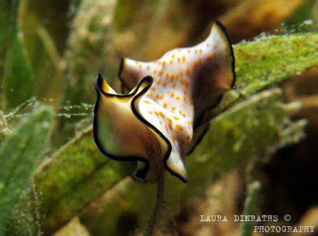 Unidentified flatworm on seagrass leaf tip by Laura Dinraths 