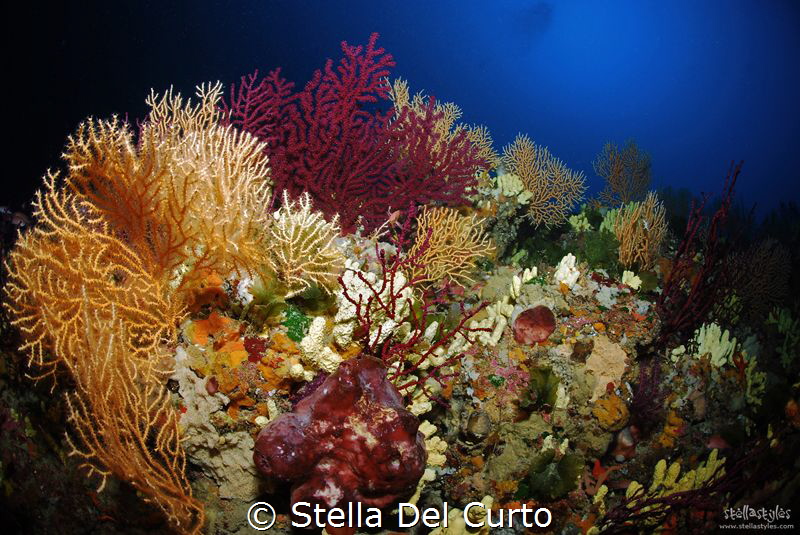 "An ocean of colours" - Coloured gorgonians located at ab... by Stella Del Curto 