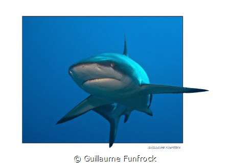 gray reef shark by Guillaume Funfrock 
