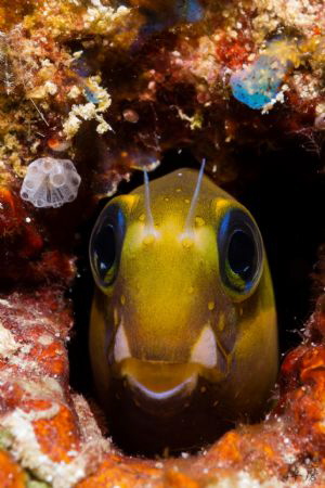 Blenny in its colorful home by Takma Lherminier 