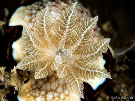 Flower of the Sea - Chromodoris obsoleta by Michal Rysniak 