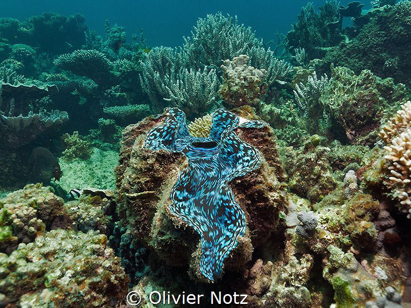 Giant Clam at the Ningaloo Reef by Olivier Notz 