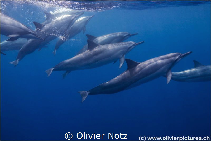 Spinner dolphin (Stenella longirostris) while snorkeling ... by Olivier Notz 