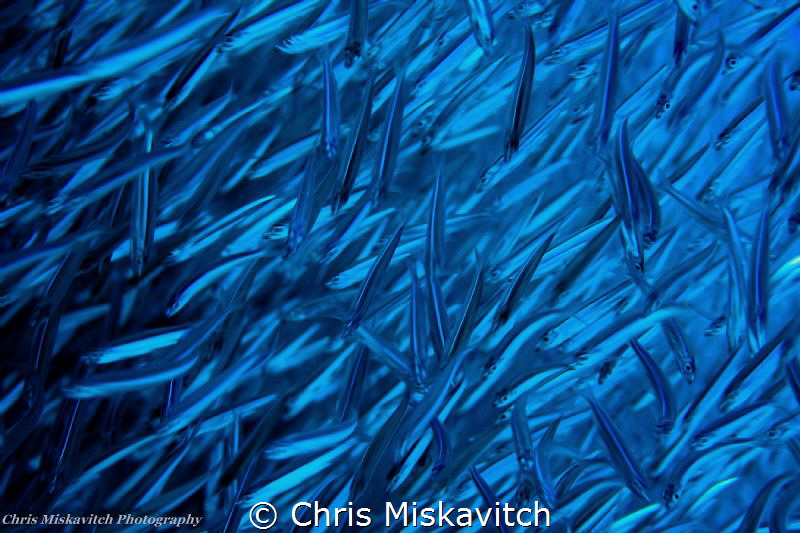 Schooling fish on the wreck of the Felipe...Cozumel by Chris Miskavitch 