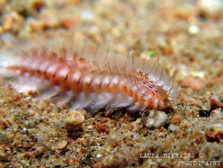 Dark-lined fireworm on sand by Laura Dinraths 