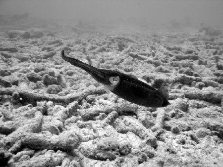 Squid b/w in Curacao on a shore dive. Very curious little... by Kelly N. Saunders 