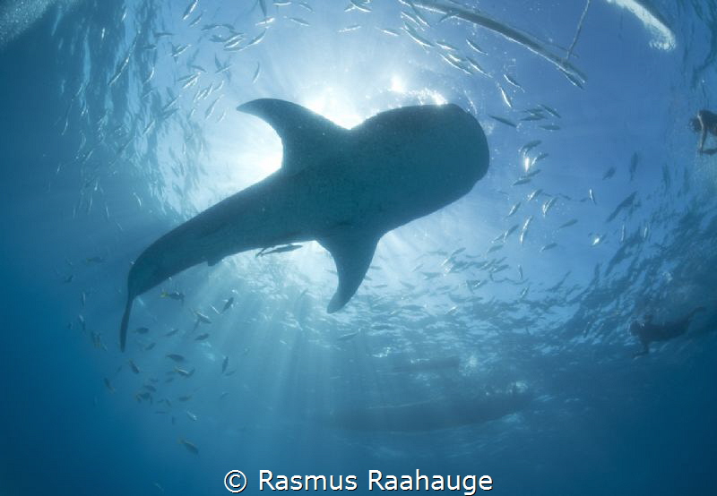 Whaleshark Sun burst - Oslob Philippines by Rasmus Raahauge 