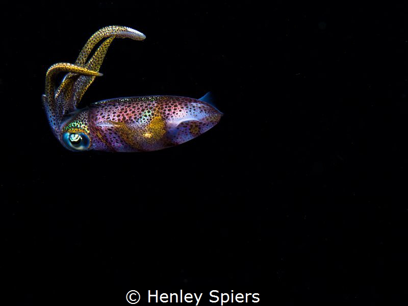 Reef Squid (Sepioteuthis sepioidea) dancing at night in S... by Henley Spiers 